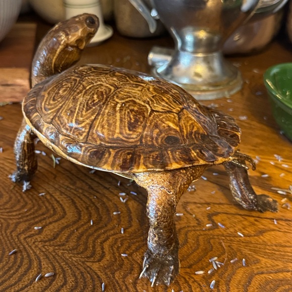 Other - VTG Taxidermy Turtle Made in Mexico, great display piece